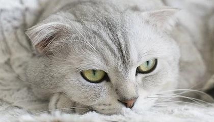 库尔勒最新上海松江高价回收公积金卡方法分析(最方便真实的库尔勒松江领公积金的地方方法)